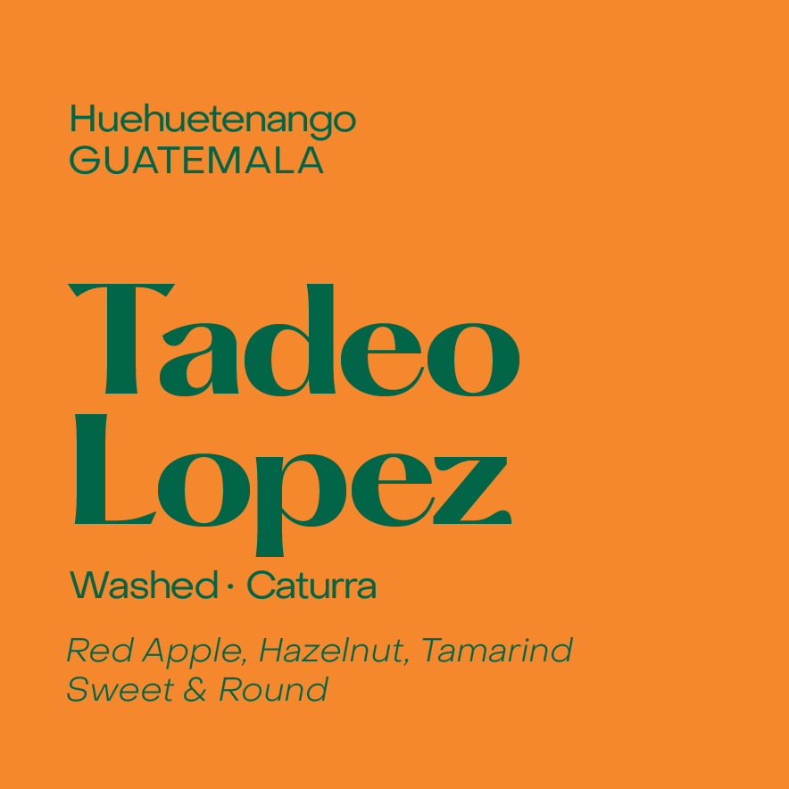 Guatemala Tadeo Lopez, Washed Caturra